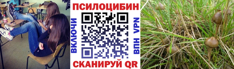 сколько стоит  Георгиевск  Галлюциногенные грибы MAGIC MUSHROOMS 